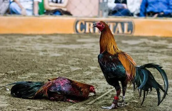 Đá Gà Cựa Dao Là Gì?