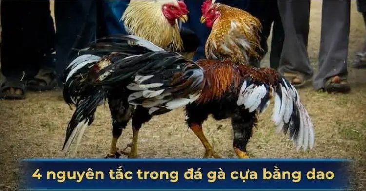 Kinh Nghiệm Chơi Đá Gà Cựa Dao Hiệu Quả