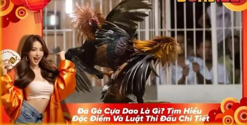 Hướng Dẫn Tham Gia Đá Gà Cựa Dao Trên Bet168