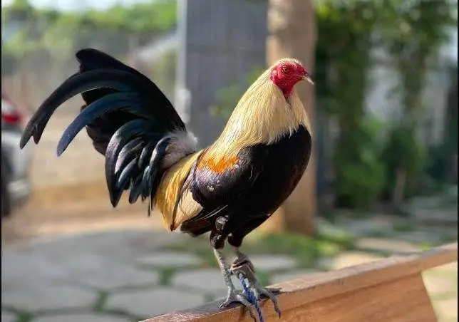 Giới Thiệu Về Đá Gà Cựa Sắt