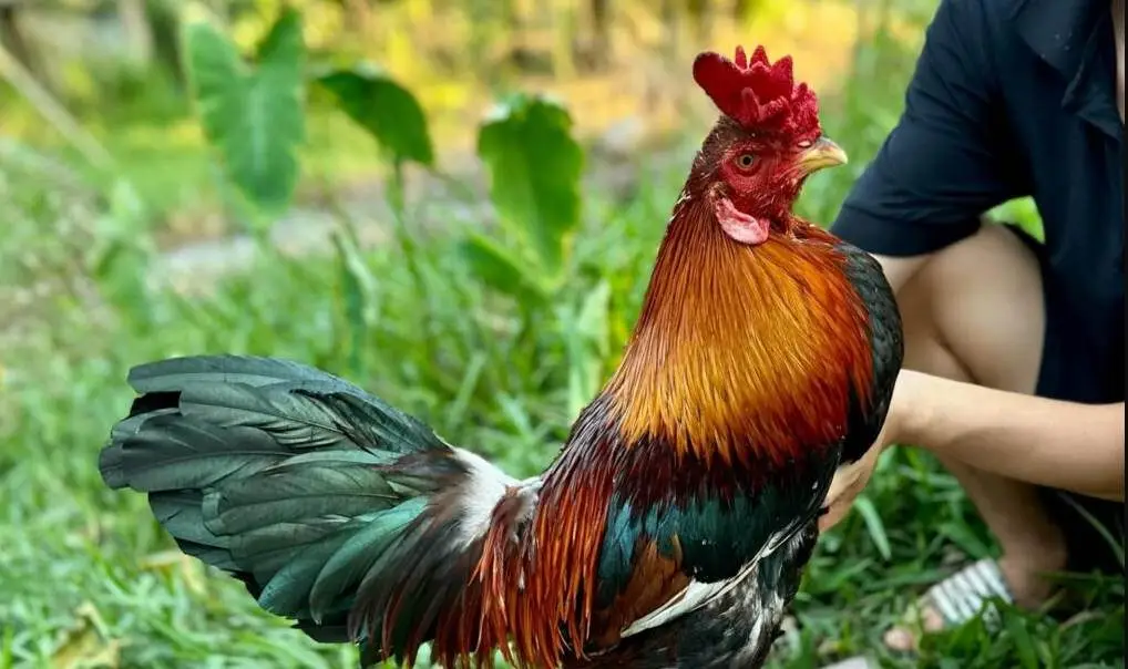 Chiến Thuật Lựa Chọn Màu Mạng Đá Gà Bet168